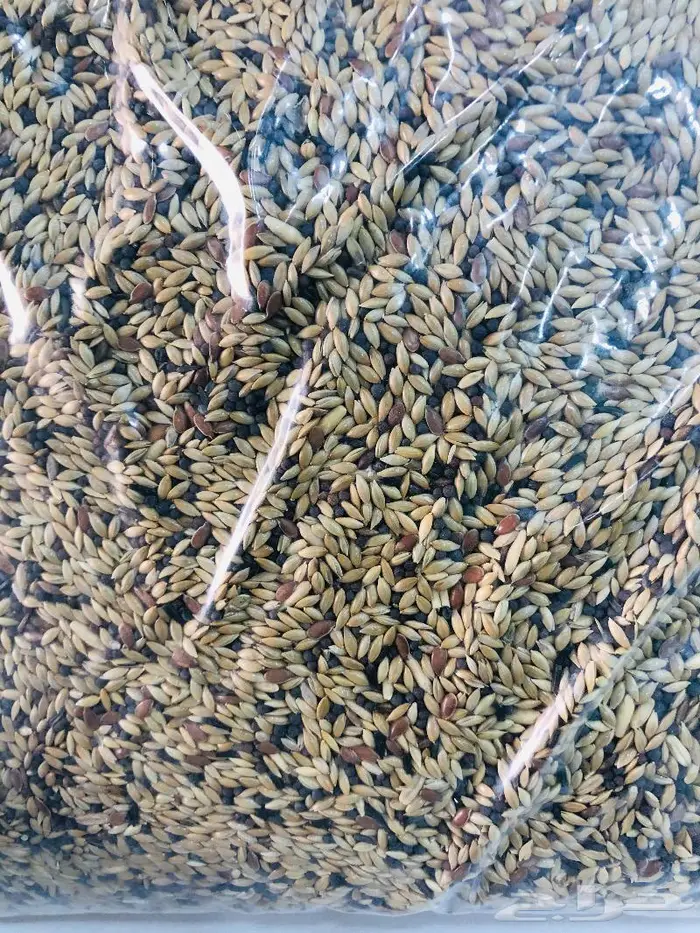 أكل اعلاف طيور كناري روز كروان بادجي كاسكو 1