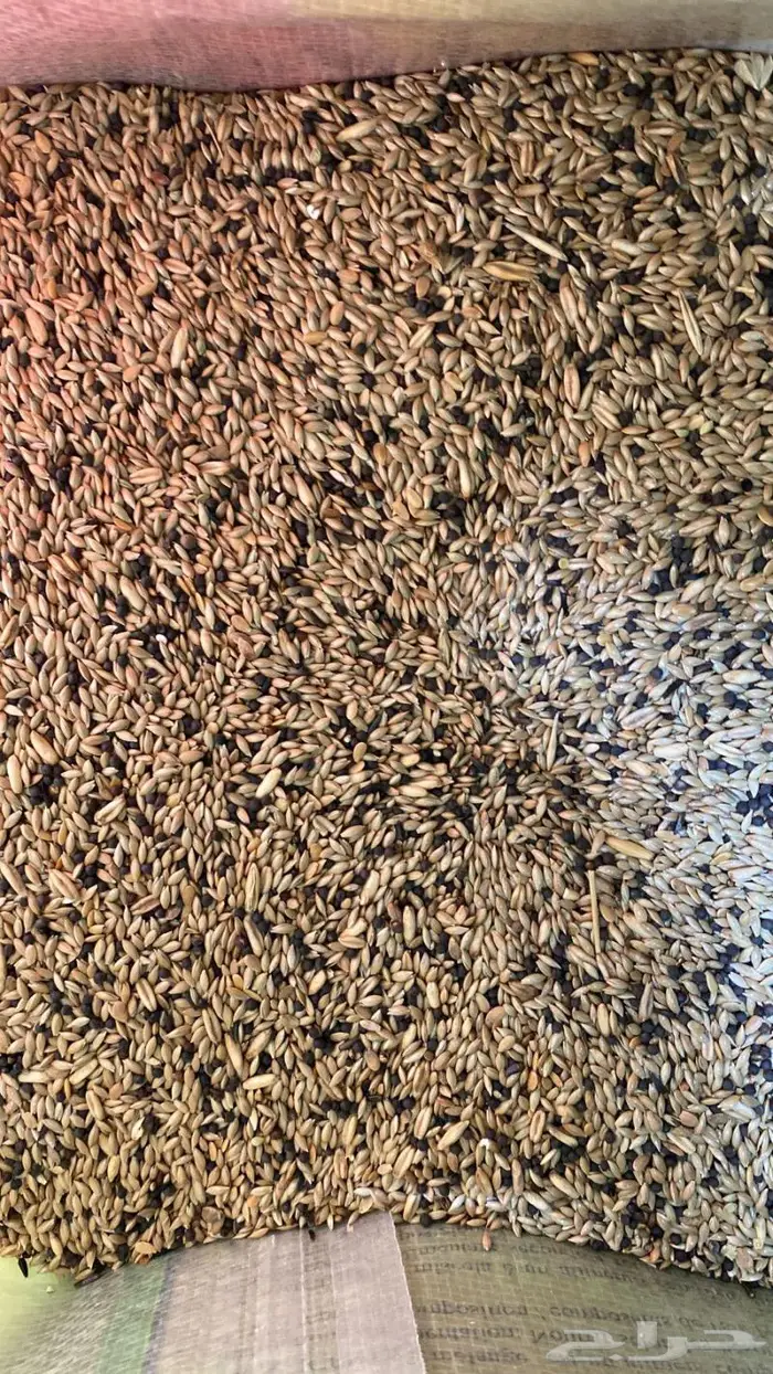 أكل اعلاف طيور كناري روز كروان بادجي كاسكو 0