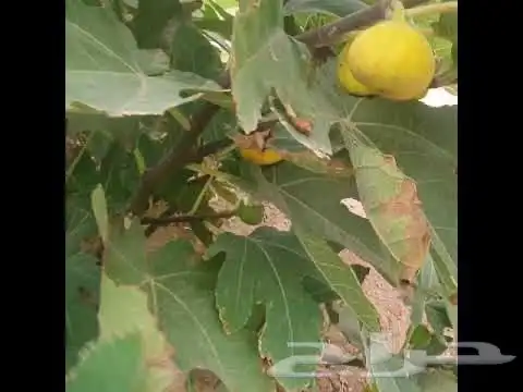 التين الاسباني الاصفر 1