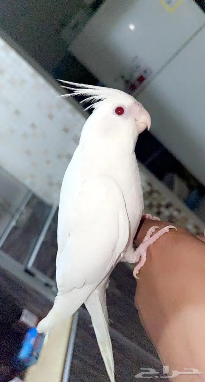 كروان البينو عيون حمر 1