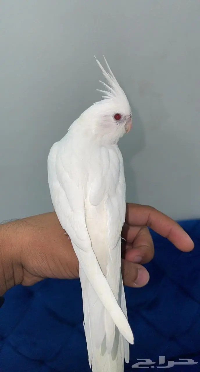 كروان البينو عيون حمر 2