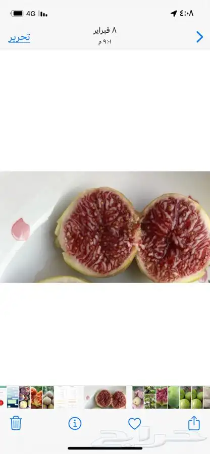 شتلات أشجار فواكه مثمره أنواع فاخره 3