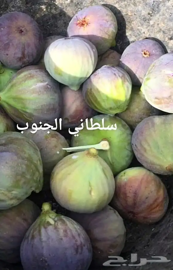 شتلات أشجار فواكه مثمره أنواع فاخره 1