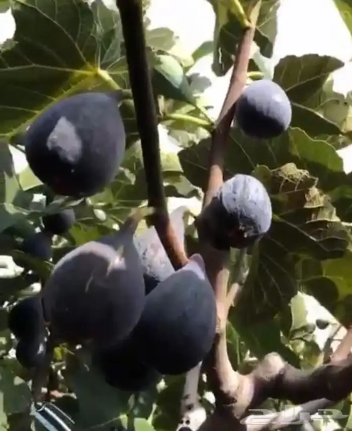 شتلات أشجار فواكه مثمره أنواع فاخره 7