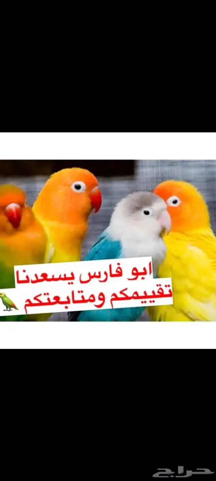 فروخ روز باليد لعشاق الفخامة والولافة ( تم البيع) 5