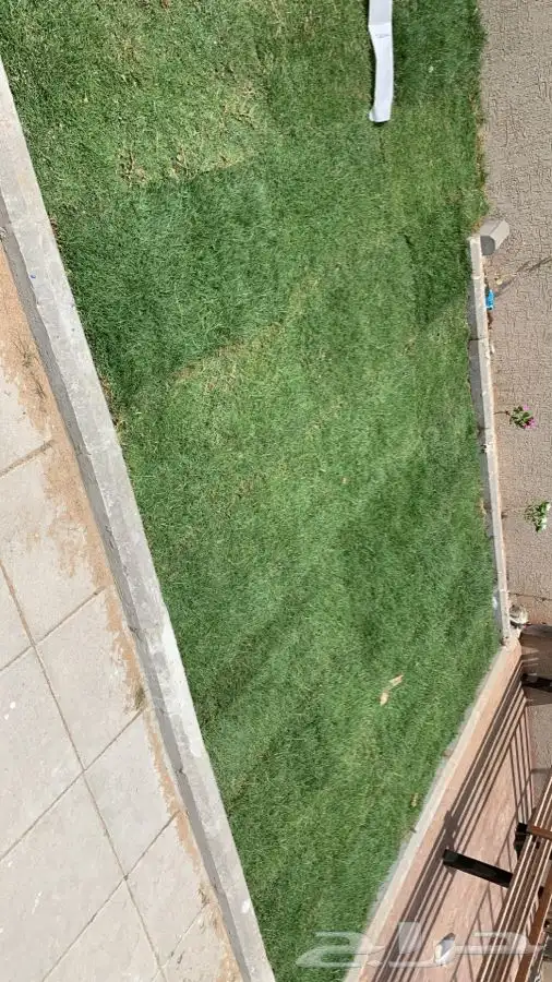 ثيل عشب نجيله صافي مشروطه 1
