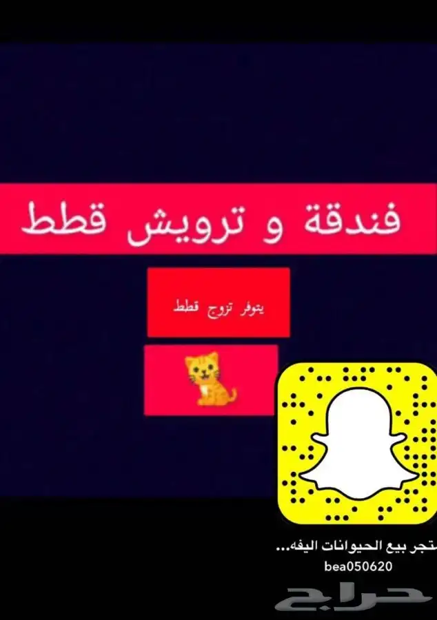 قطط يتوفر جميع مستلزمات الحيواتات 2