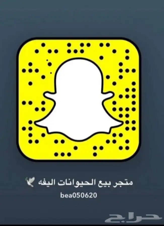 قطط - قطط   بسعر مناسب   5