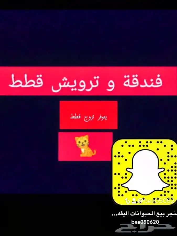 قطط - قطط   بسعر مناسب   3