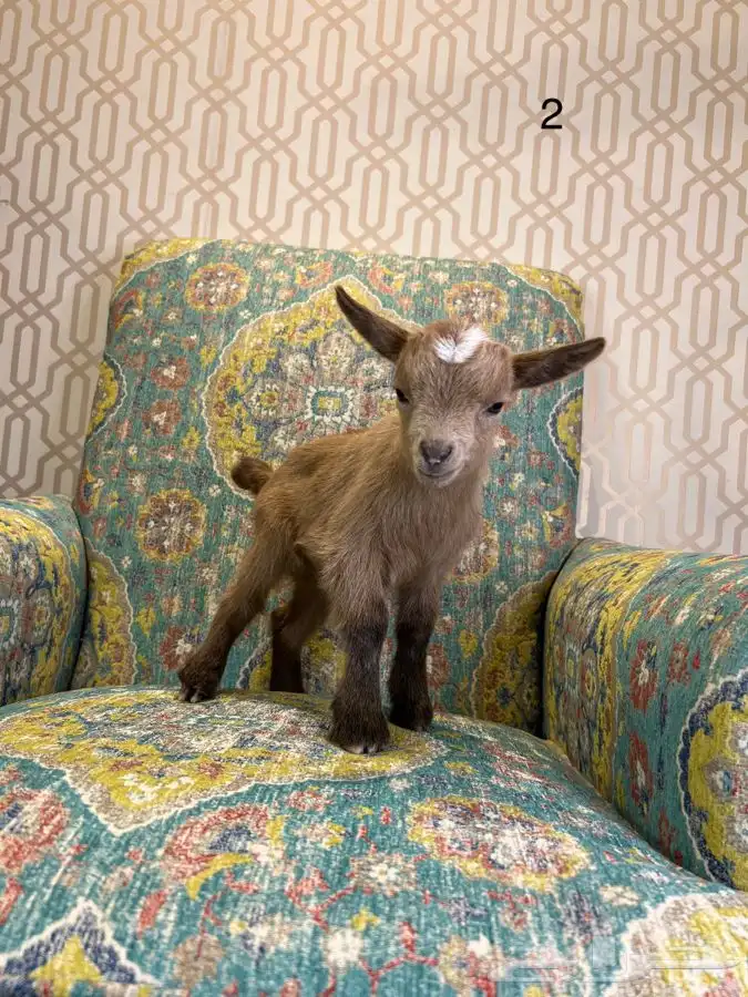 مواليد الماعز القزم 1