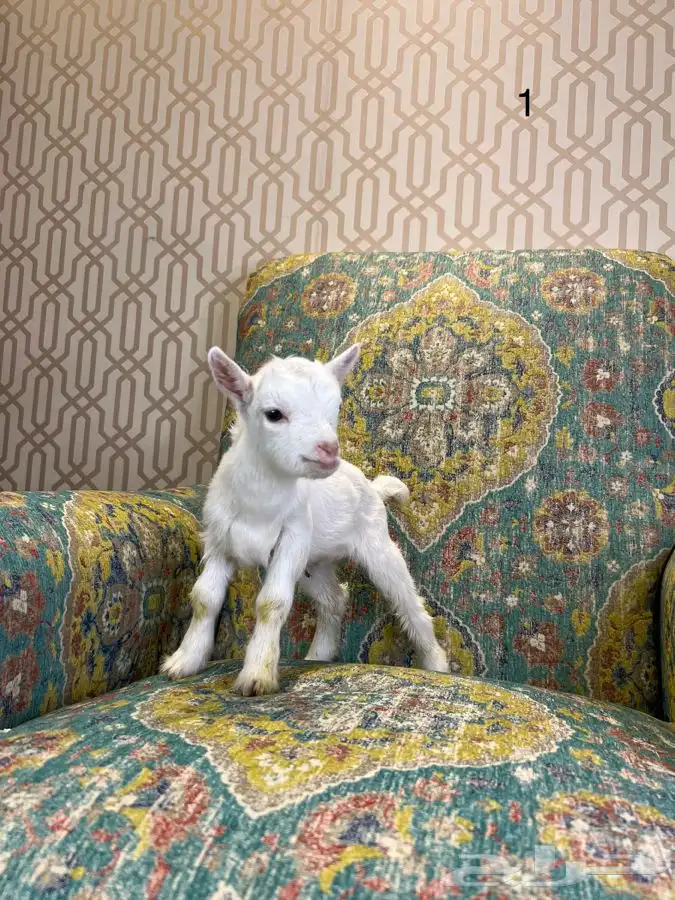 مواليد الماعز القزم 0