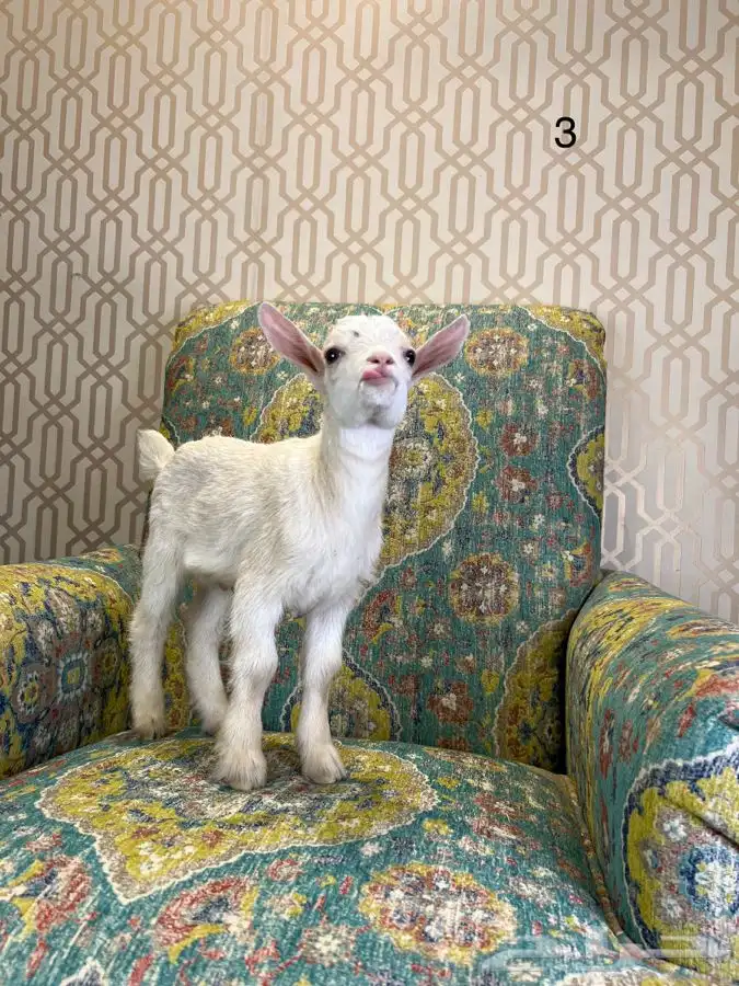 مواليد الماعز القزم 2