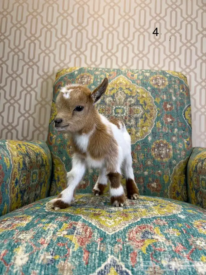 مواليد الماعز القزم 3