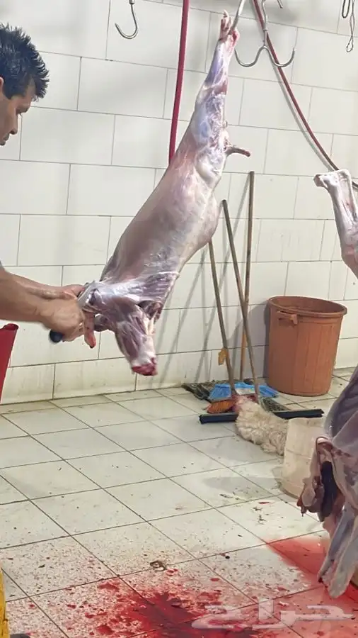 ذبايح طليان ورخال مع السلخ والتوصيل داخل مكه 2