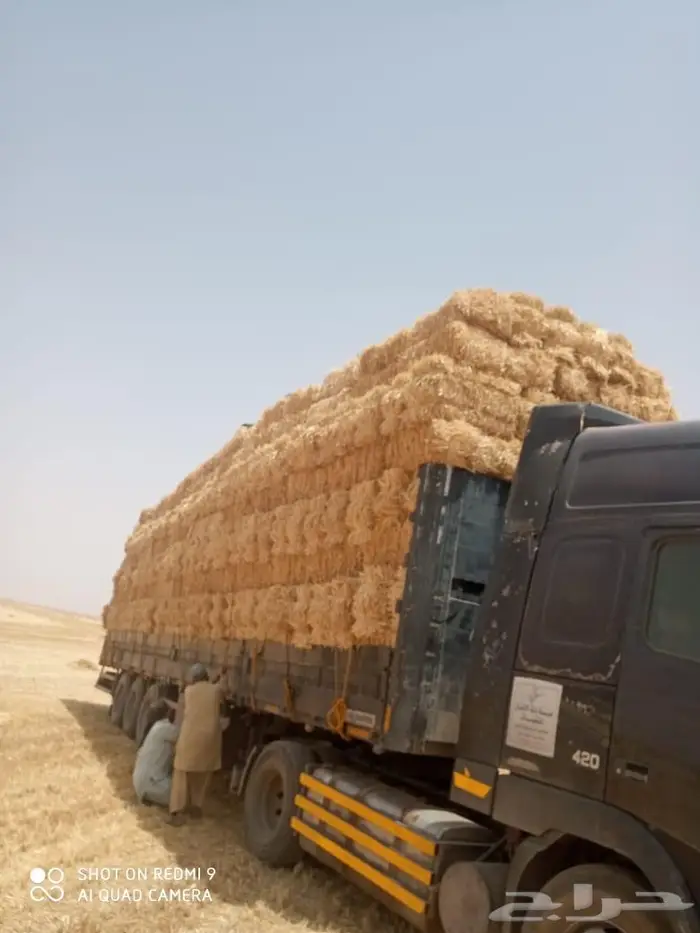 اللبيع علاف رودس جديد محصول سنه هذي 40