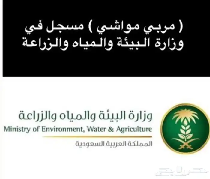 ذبيحتك لبيتك وانت مرتاح حري بري فاخر من الاخر 86
