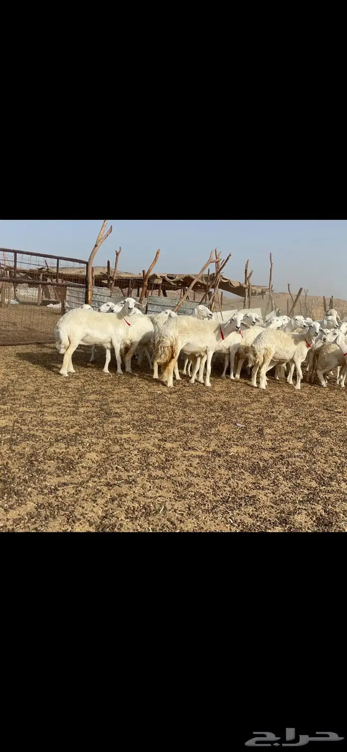 رخال حرية جروم وبره نادره ورقاب 6