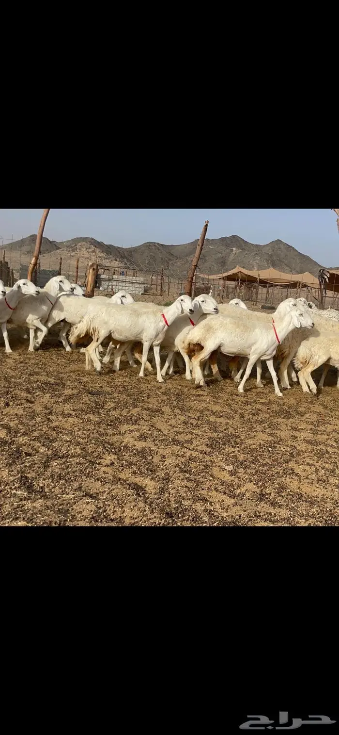 رخال حرية جروم وبره نادره ورقاب 7