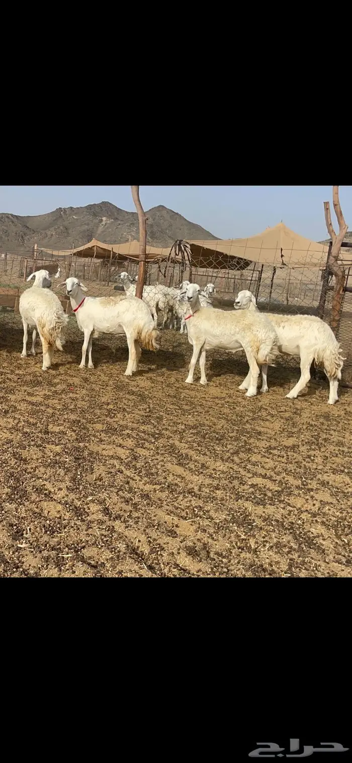 رخال حرية جروم وبره نادره ورقاب 9