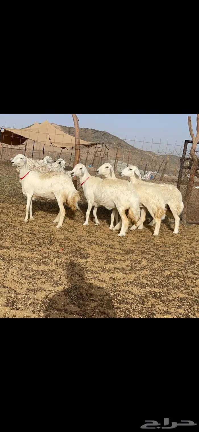 رخال حرية جروم وبره نادره ورقاب 10