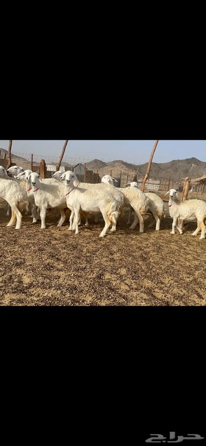 رخال حرية جروم وبره نادره ورقاب 11