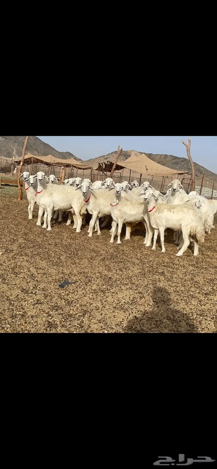 رخال حرية جروم وبره نادره ورقاب 0