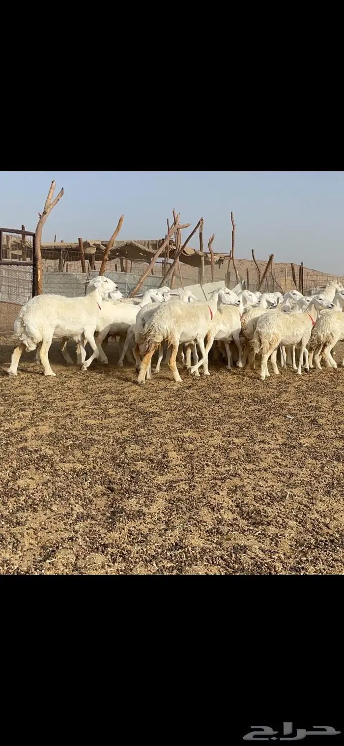 رخال حرية جروم وبره نادره ورقاب 1