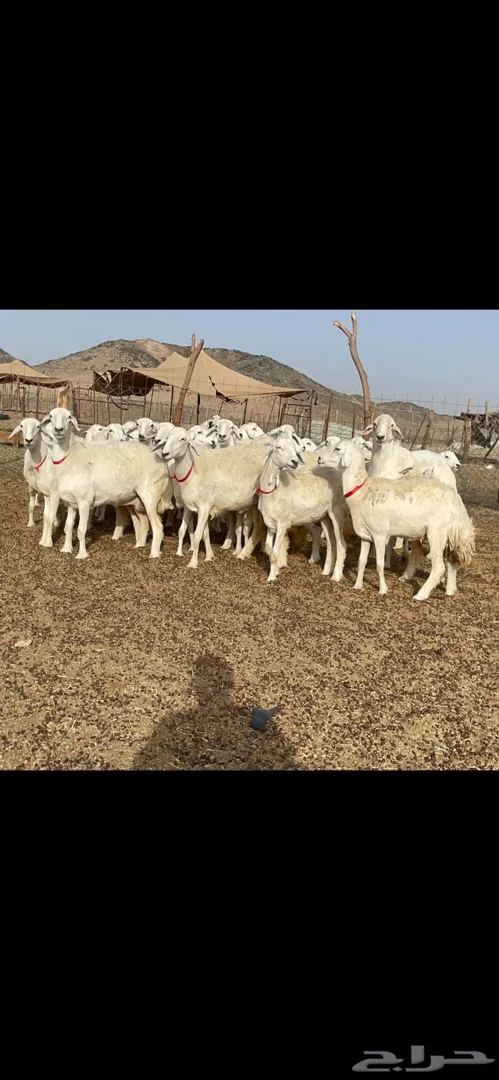 رخال حرية جروم وبره نادره ورقاب 2