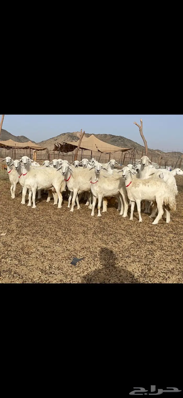 رخال حرية جروم وبره نادره ورقاب 3