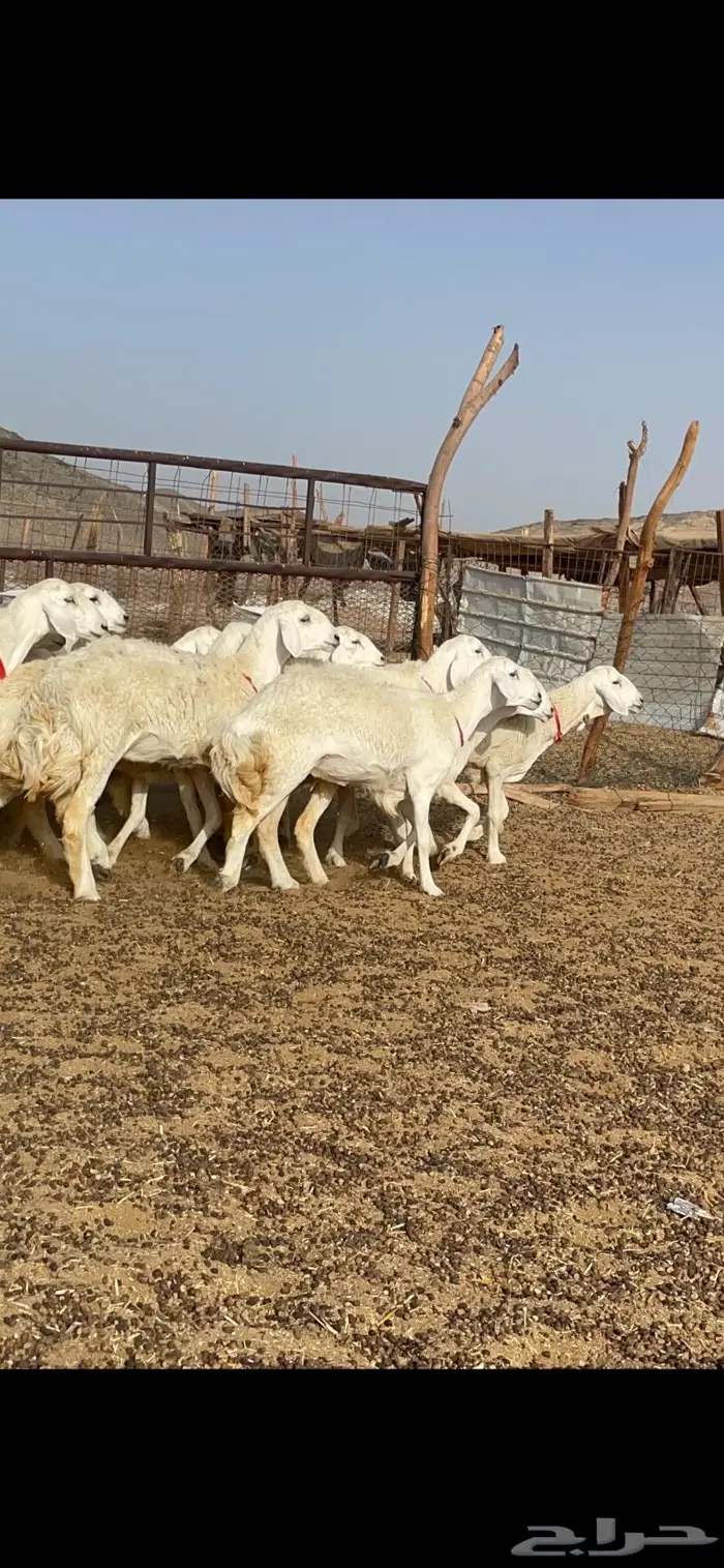 رخال حرية جروم وبره نادره ورقاب 4