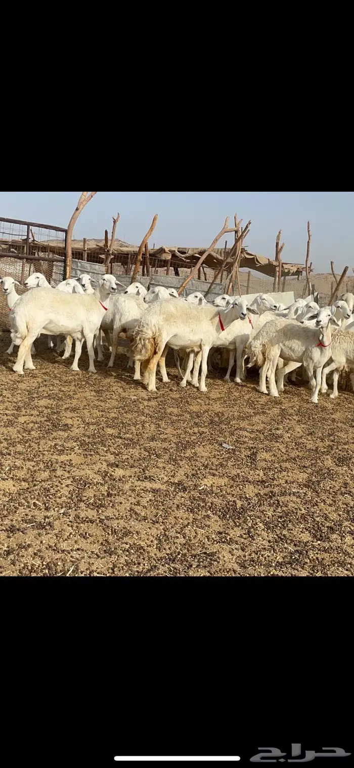 رخال حرية جروم وبره نادره ورقاب 5