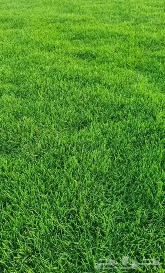 نجيل عشب طبيعي C2000 صافي مضمونه ري آبار 1