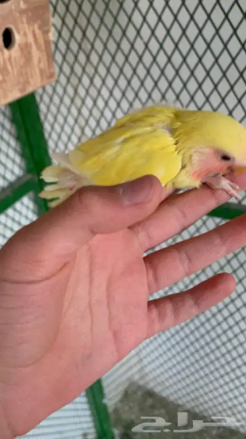 فروخ روز(تم البيع) 0