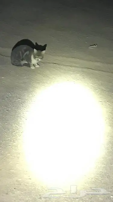 كشاف نايت كور - فينكس 5