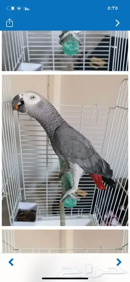 ببغاء كاسكو اليف اقبل البدل(تم البيع) 1