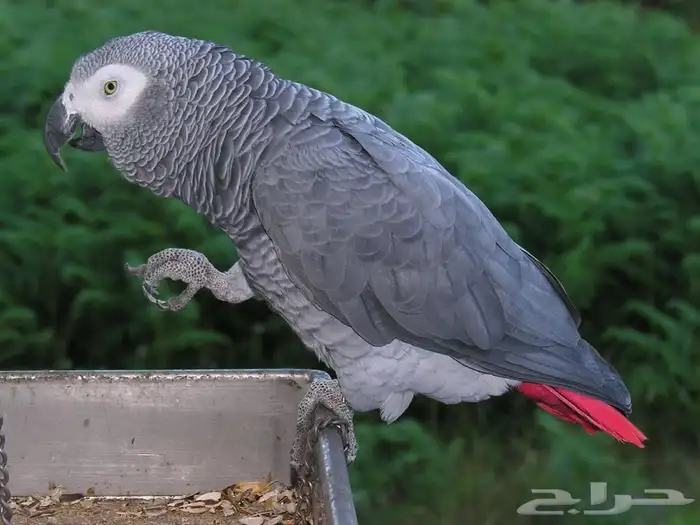 ببغاء كاسكو اليف اقبل البدل(تم البيع) 0