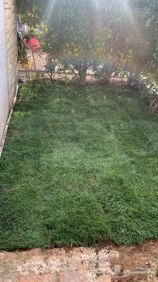 انجيله عشب طبيعي صافي مضمونه 2