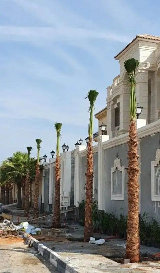 اشجار زيتون للبيع معمر وثيل 6