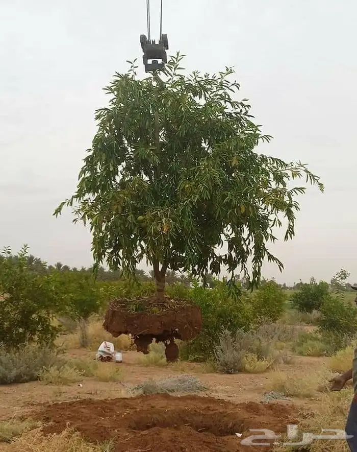 اشجار زيتون للبيع معمر وثيل 7