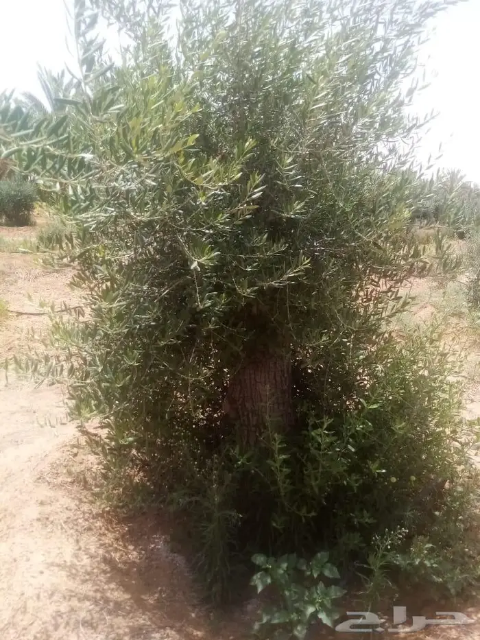 اشجار زيتون للبيع معمر وثيل 1