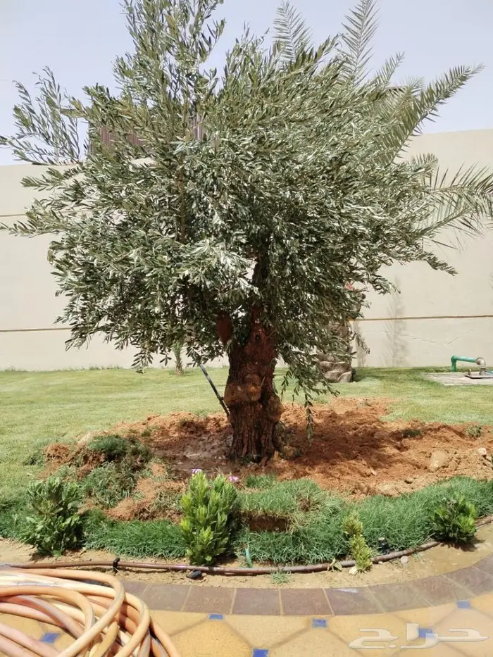 اشجار زيتون للبيع معمر وثيل 0