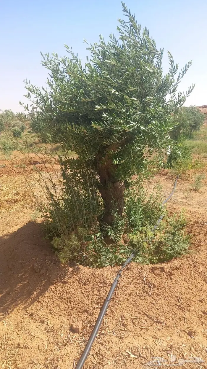 اشجار زيتون للبيع معمر وثيل 2
