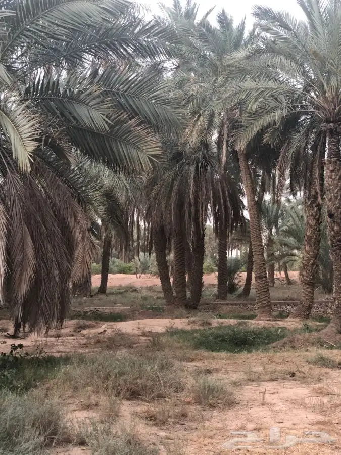 مزرعة مع مسبح للايجار اليومي في سدير 12