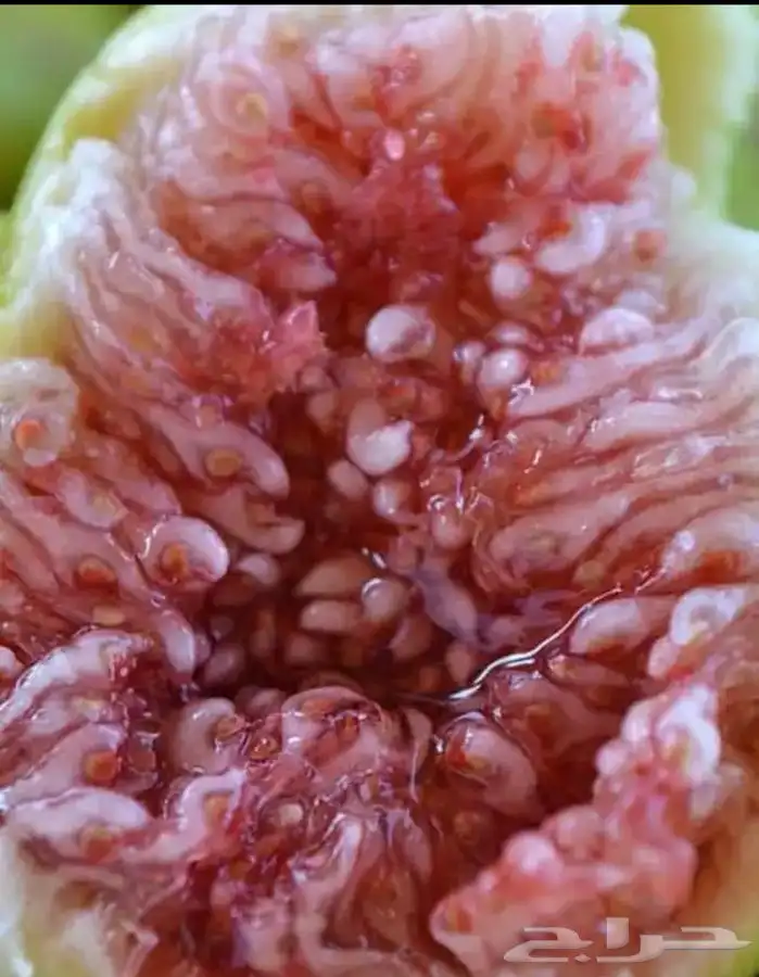 مشتل لبيع الأشجار المثمره و الزينه 12