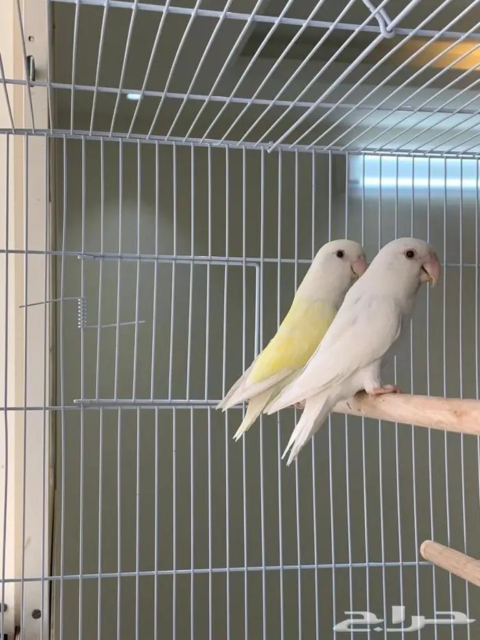 فرخ روز اينو عيون حمر 1