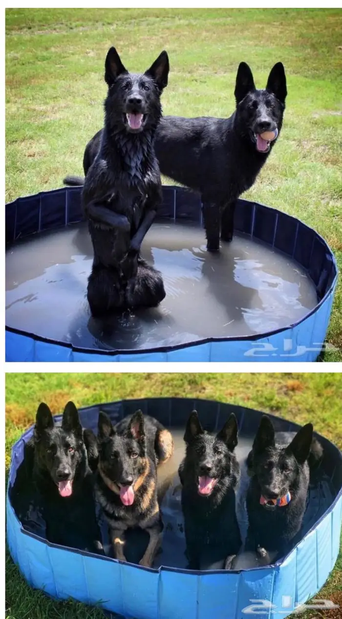 فندقة كلاب و تدريب Dogs Hotel 1