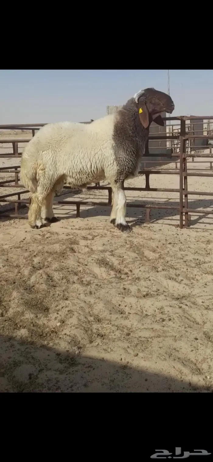 فحل نعيمي صنف جذع فاخر 2