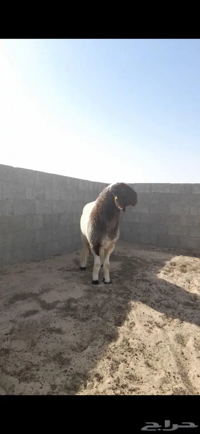 فحل نعيمي صنف جذع فاخر 3