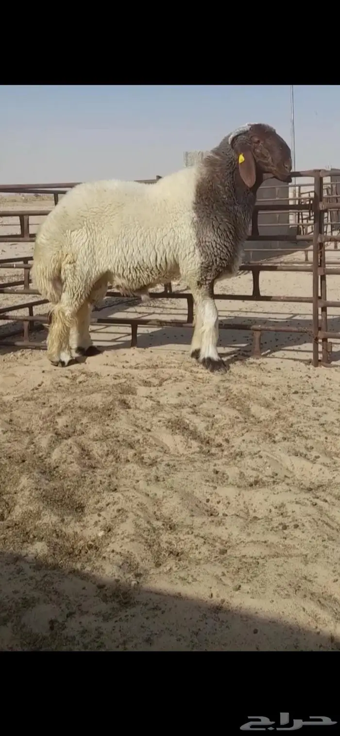 فحل نعيمي صنف جذع فاخر 1