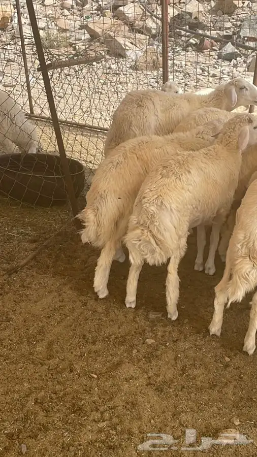 ذبايح طليان حريه وتيوس ورخال وجفار ثلاجه وعزايم ويتوفر طبخ 8